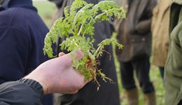WEBINAR: Catch and cover crops